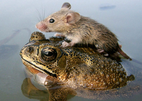 060705-mouse-frog_big.jpg