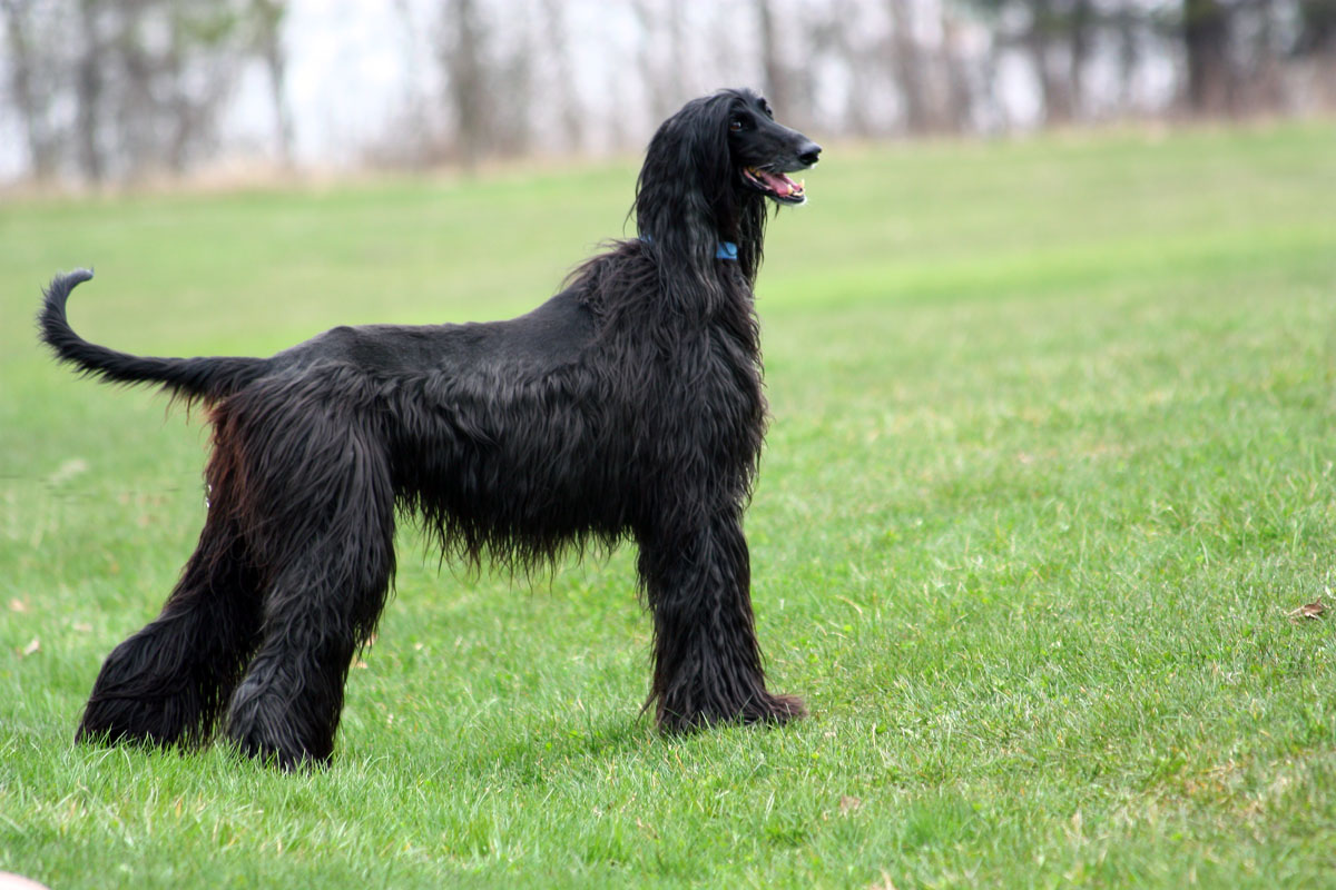 Afghan-Hound-Black-Free-Picture.jpg