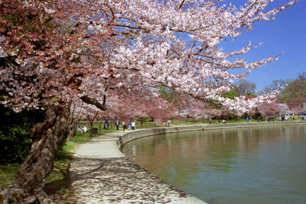 CherryBlossoms_010404-22.jpg