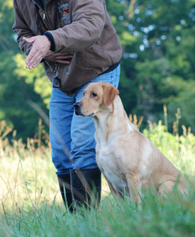 HuntingDogTrainingIndiana.jpg