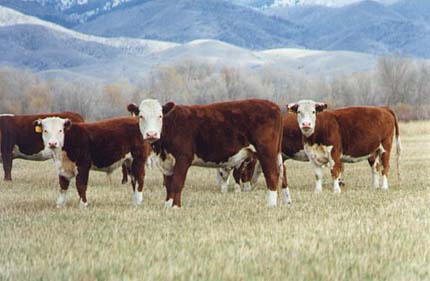 cattle_13a.jpg