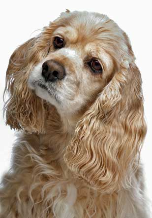 cocker-spaniel-ears-1.jpg