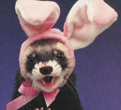 easter_ferret.jpg