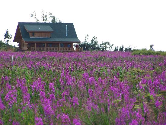 fireweed-field-in-alaska.jpg