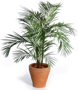 houseplant1.jpg