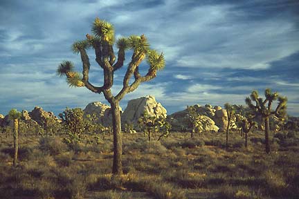 na_cal_joshua_tree_s.jpg