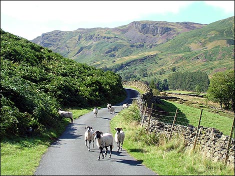 sheep_road_470x353.jpg